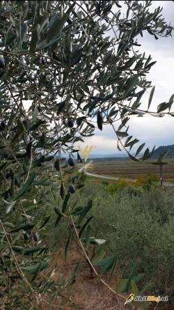 ULLISHTE 2.500 M2 RROGOZHINE 75.000 EURO